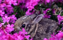 Baby Eastern Cottontail Rabbit - Indiana