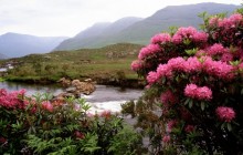 Rhododendrons Bloom Along the River Bundorragha - Ireland