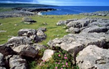 Wildflowers of the Burren - Ireland