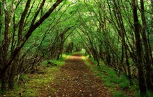 Rossacroo-na-loo Wood - Near Kilgarvan - County Kerry - Ireland