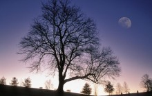 Winter Tree - Jefferson County - Kentucky