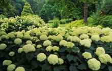 Hydrangea Garden - Clermont - Kentucky