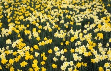 Hillside of Daffodils - Louisville - Kentucky