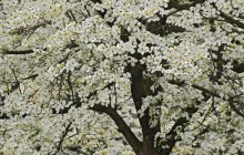 Giant Flowering Dogwood - Kentucky