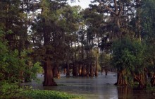 Bald Cypress Trees at Sunset - Louisiana - Louisiana