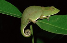 Short-Nosed Chameleon at Night - Mantadia Park - Madagascar