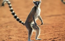 Standing Ring-Tailed Lemur - Berenty Reserve - Madagascar