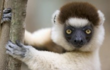 Verreaux Sifaka - Berenty Reserve - Madagascar