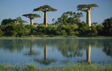 Baobab Trees Reflected in Wetlands - Morondava - Madagascar