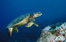 Hawksbill Turtle - Malaysia - Malaysia