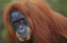 Male Orangutan - Borneo Malaysia - Malaysia