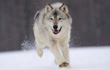 Gray Wolf - Minnesota