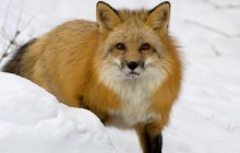 Red Fox in Snow - Montana