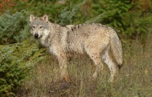 Wolf in Clearing - Montana