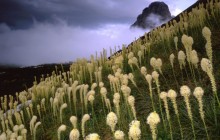 Blooming Beargrass and a Clearing Storm - Logan Pass - Montana