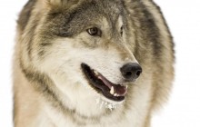 Gray Wolf - Montana