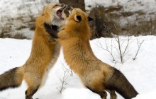 Red Foxes - Montana