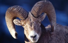 Bighorn Sheep - Montana