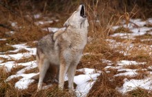 Howling Coyote - Montana
