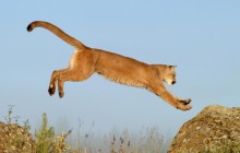 Leaping Cougar - Montana