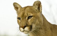 Profile of a Cougar - Montana