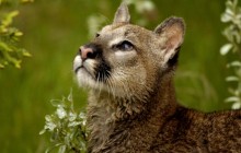 Watchful Cougar - Montana