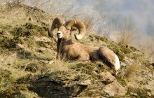 Rocky Mountain Bighorn Sheep - Montana