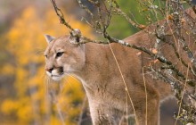 A Watchful Cougar - Montana