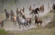 Horse Roundup - Montana