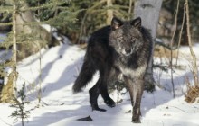 Black Gray Wolf - Montana