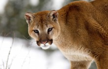 Cougar in Winter - Montana