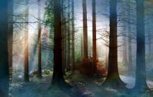 Magic forest wallpaper - Forest