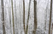 Snowy forest wallpaper - Forest