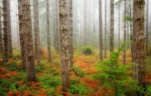 Natural forest wallpaper - Forest