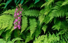 Purple Fringed Orchid - Great Smoky Mountains - North Carolina
