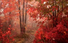 Fall Foliage Along the Blue Ridge Parkway - North Carolina