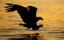 Striking at Sunset - White-tailed Eagle - Norway
