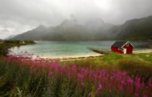 Wildflowers - Lofoten - Norway