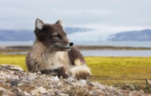 Female Arctic Fox - Svalbard - Norway