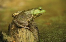 Green Frog - Cincinnati - Ohio