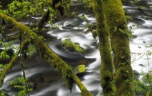 Moss-Covered Trees Above Eagle Creek - Oregon
