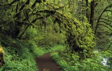 Trail Through the Woods - Silver Creek Falls - Oregon
