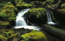 Kentucky Creek - Siuslaw National Forest - Oregon