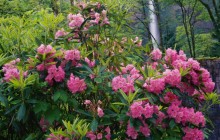 Rhododendrons and Multnomah Falls - Columbia River - Oregon