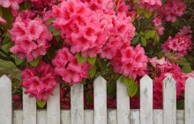 Rhododendron and Fence - Reedsport - Oregon