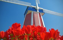 Windmill and Tulips - Woodburn - Oregon