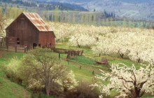 The Promise of Spring - Mosier - Oregon