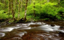 Gales Creek - Tillamook State Forest - Oregon