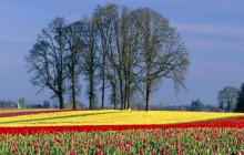 Tulip Field in Bloom - Oregon