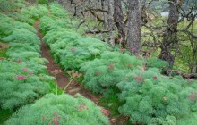 Trail Through Lomatium - Tom McCall Nature Conservancy - Oregon